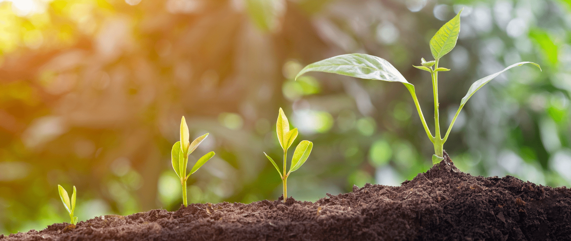 Seeds_Sustainability_everythingglobal_1920_810